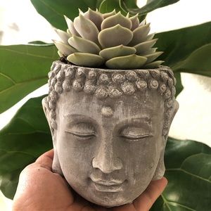 Zen planter w/ real succulent plant